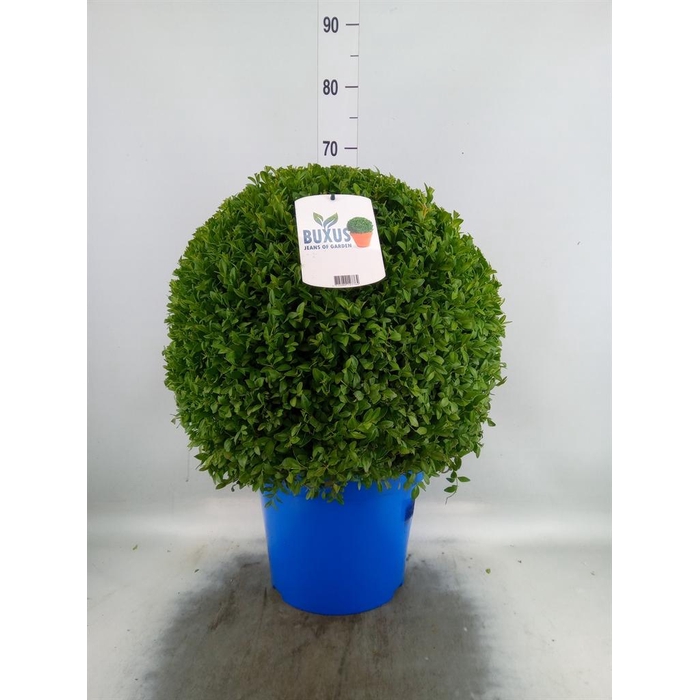<h4>Buxus semp.   ...</h4>