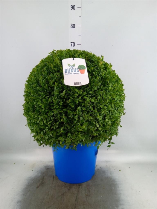 <h4>Buxus semp.   ...</h4>