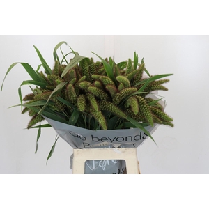 Setaria Italica Red Jewel