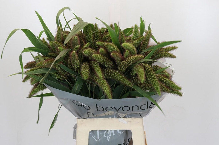 <h4>Setaria Italica Red Jewel</h4>