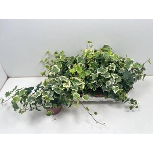 Hedera helix Tonny 13Ø 25cm 25cm