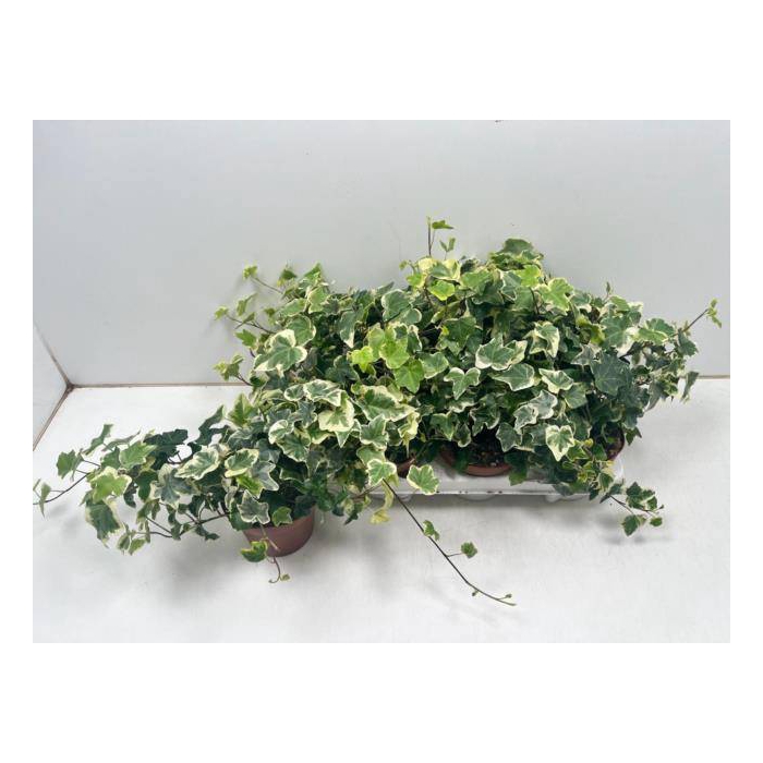 <h4>Hedera helix Tonny 13Ø 25cm 25cm</h4>