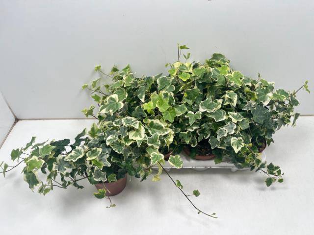 Hedera helix Tonny 13Ø 25cm 25cm
