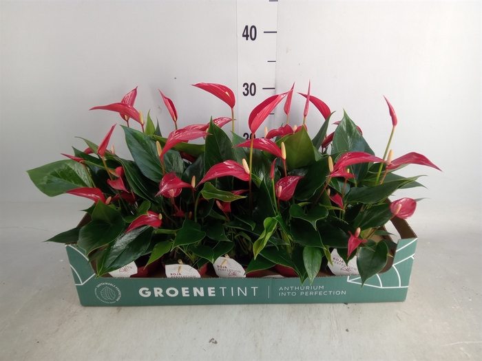 <h4>Anthurium  'Banderola Roja'</h4>