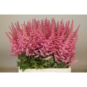 Astilbe Loud N Proud Rutgrink
