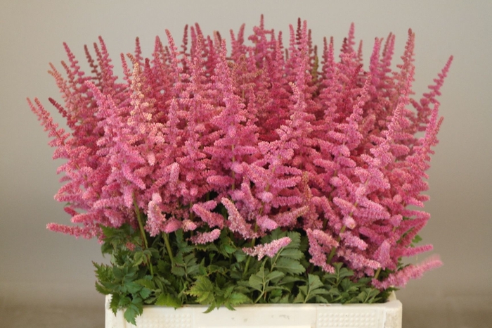 <h4>Astilbe Loud N Proud Rutgrink</h4>