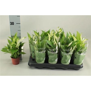 Spath Pearl Cupido 3+