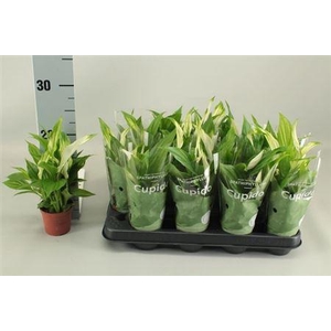 Spathiphyllum Cupido 7cm In 2+