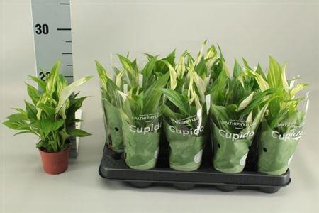 <h4>Spathiphyllum Cupido 7cm In 2+</h4>