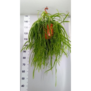 Lepismium bolivianum