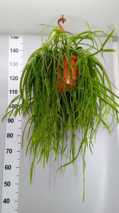 <h4>Lepismium bolivianum</h4>