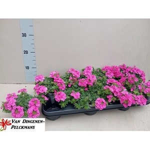 VERBE LASCAR LIGHT P