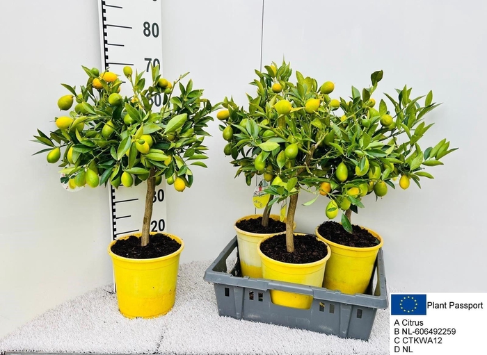 <h4>CITROF FLORIDANA</h4>