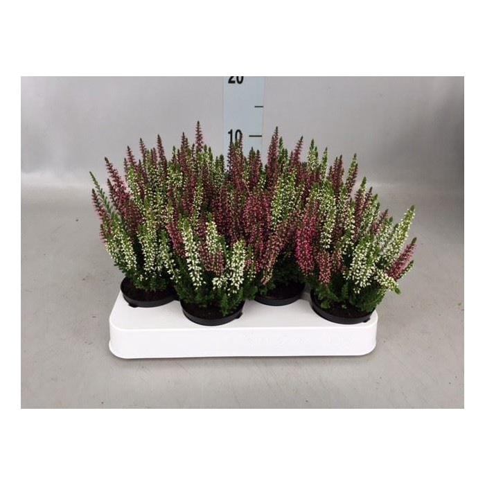 <h4>Calluna vulg. 'Beauty L'  ..mix 2/p</h4>