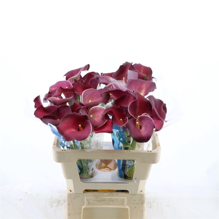 <h4>Calla Bordeaux Art</h4>