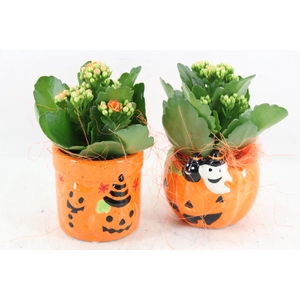 arr2 JS - Ker. potje halloween mix 999/8