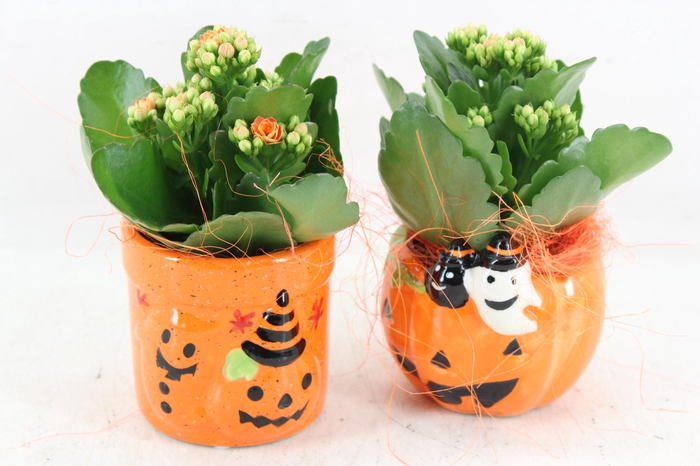 <h4>arr2 JS - Ker. potje halloween mix 999/8</h4>