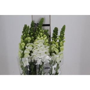 BOCA DE LEAO BRANCA 070 CM