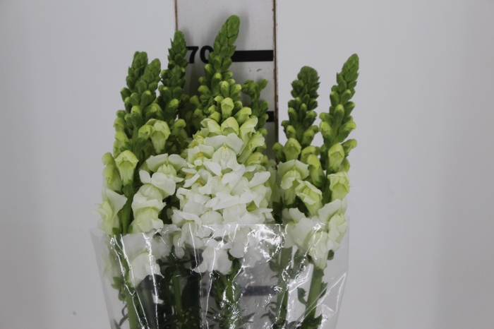 <h4>BOCA DE LEAO BRANCA 070 CM</h4>