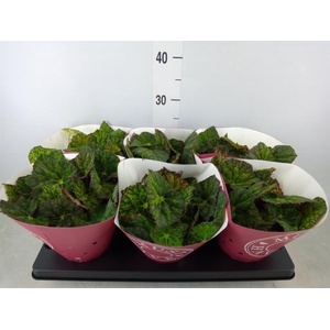 Begonia BD 'Lime Fever'