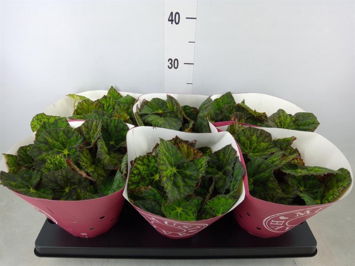 <h4>Begonia BD 'Lime Fever'</h4>