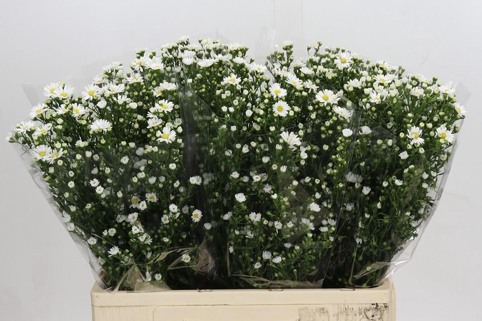 <h4>Aster Paquita</h4>