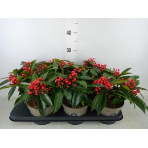 Skimmia jap. subsp. reevesiana