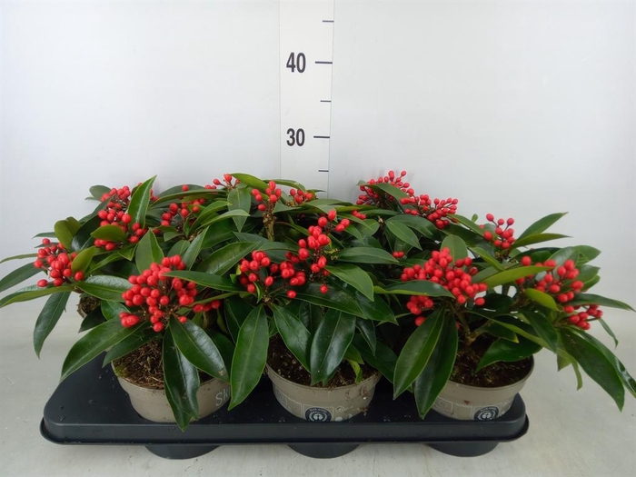 <h4>Skimmia jap. subsp. reevesiana</h4>
