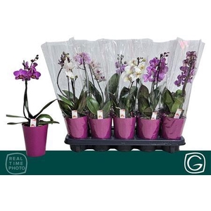 ** Phal Mf Gem 4 Kl 1 B 8+ In Deco Pot * Spring