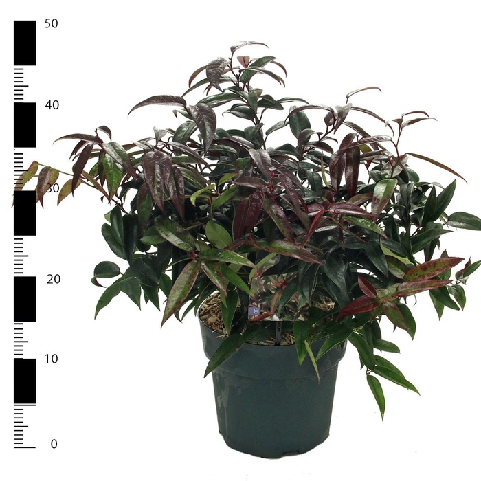 <h4>Leucothoe Carinella</h4>