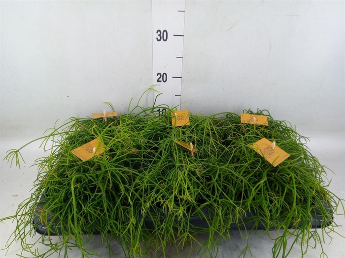 <h4>Rhipsalis   ...</h4>