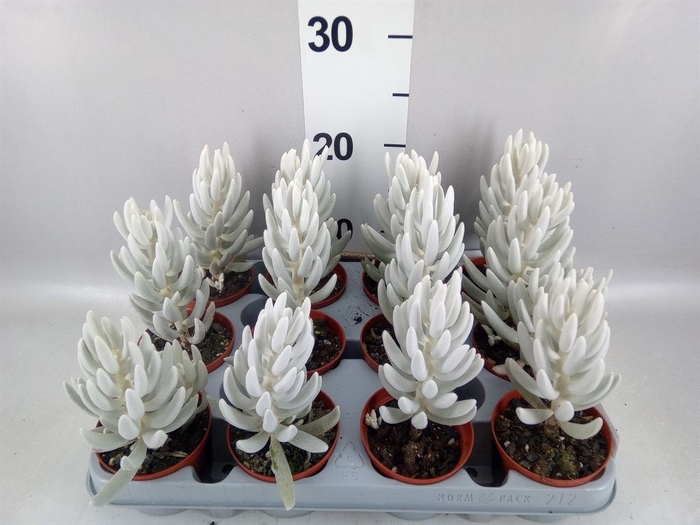<h4>Senecio   ...</h4>