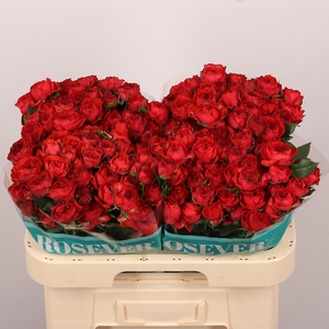 R TR TUSCANY ROSEVER