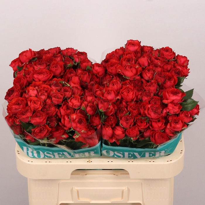 <h4>R TR TUSCANY ROSEVER</h4>