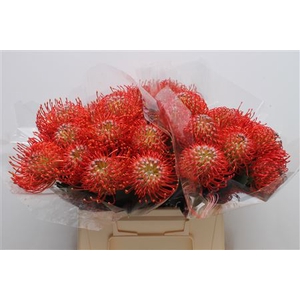 Leuco Ayoba Red