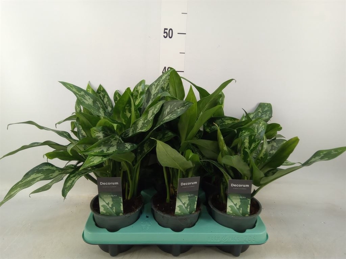 <h4>Aglaonema  'Maria'</h4>