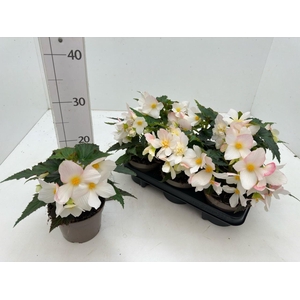 BEGO FLORENCIO WHITE