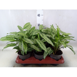 Calathea   ...