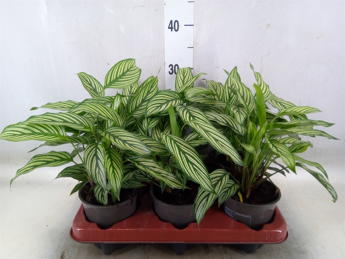<h4>Calathea   ...</h4>