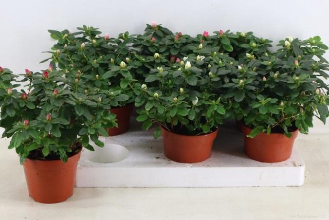 <h4>RHODO SI VOGEL GEM</h4>