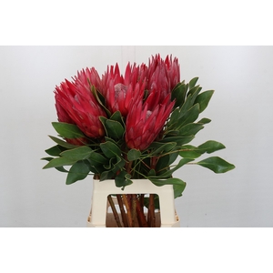 Protea Cynaroides Madiba