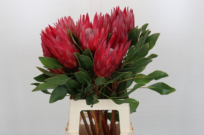 Protea Cynaroides Madiba