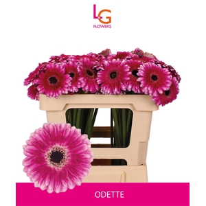 Germini Odette Water