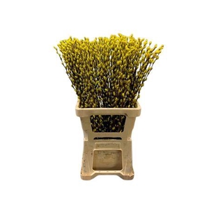 Salix Wilgenkatjes Yellow