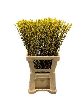<h4>Salix Wilgenkatjes Yellow</h4>