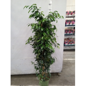 Ficus benja. 'Midnight Lady'