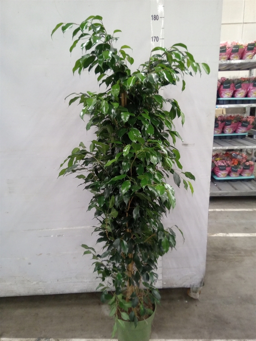 <h4>Ficus benja. 'Midnight Lady'</h4>
