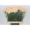Dianthus St Poirot F.G.