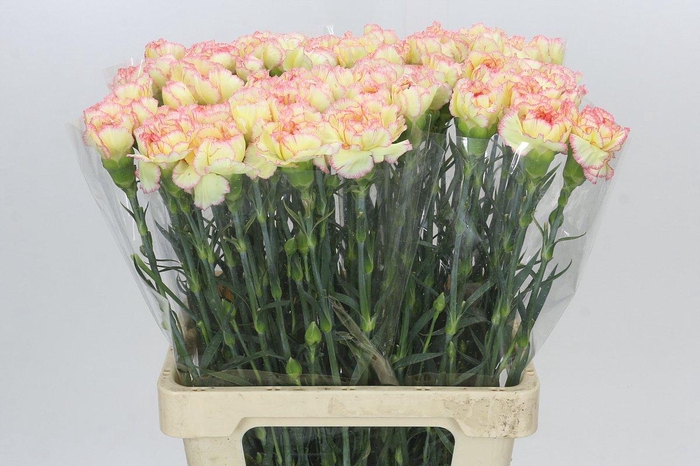 <h4>Dianthus St Poirot F.G.</h4>