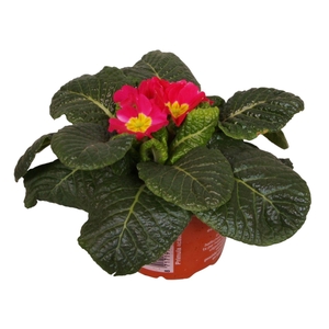 Primula Acaulis 9 cm Rose'